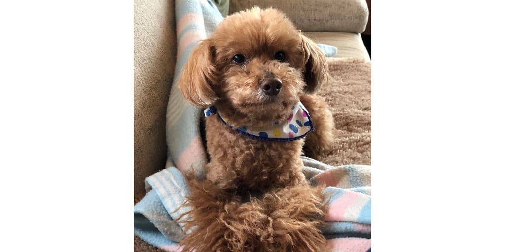 大好きなコロン君。今は天国で見守ってくれています!